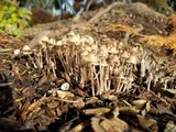 Mycena amicta image