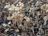 Mycena amicta image