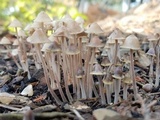 Mycena amicta image