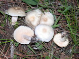 Clitocybe fragrans image