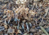 Mycena amicta image