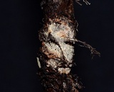 Fuscocerrena portoricensis image
