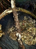 Fuscocerrena portoricensis image