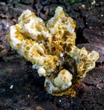 Ryvardenia campyla image
