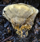 Ryvardenia campyla image