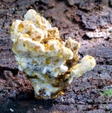 Ryvardenia campyla image