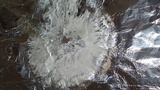 Chlorophyllum globosum image