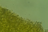 Athelia acrospora image