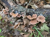 Panus lecomtei image