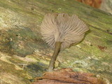 Arrhenia epichysium image