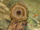 Arrhenia epichysium image