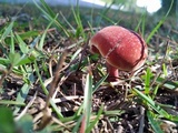 Chalciporus rubinellus image