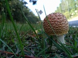 Amanita persicina image