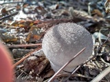 Lycoperdon echinatum image