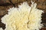 Phanerochaete calotricha image