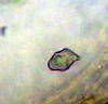 Pouzarella flavoviride image