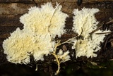Phanerochaete calotricha image