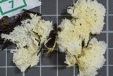 Phanerochaete calotricha image