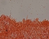 Phanerochaete calotricha image