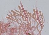 Phanerochaete calotricha image