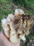 Armillaria gallica image