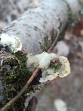 Gloeoporus dichrous image