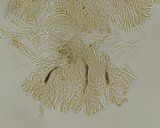 Stereum gausapatum image