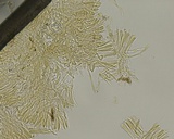 Stereum gausapatum image