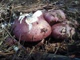 Russula sericeonitens image