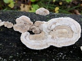 Trametes hirsuta image