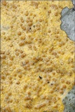 Caloplaca ochracea image
