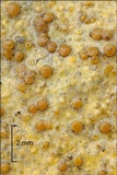 Caloplaca ochracea image