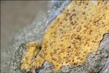 Caloplaca ochracea image