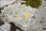 Caloplaca ochracea image