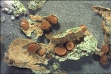 Caloplaca ochracea image