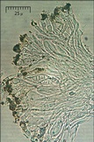 Caloplaca ochracea image