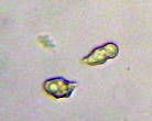 Pouzarella flavoviride image