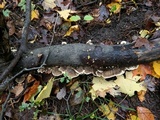 Cerrena unicolor image