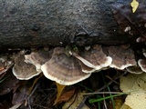 Cerrena unicolor image