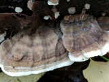 Cerrena unicolor image