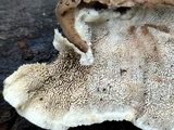 Cerrena unicolor image