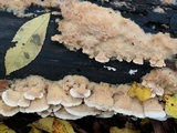 Trametopsis cervina image