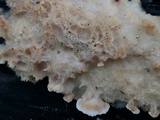 Trametopsis cervina image