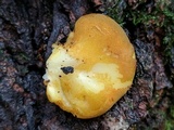 Sarcomyxa serotina image
