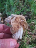 Helvella crispa image