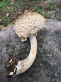 Boletellus ananas image