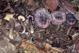 Cantharellus atrolilacinus image