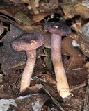 Cantharellus atrolilacinus image