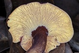 Cantharellus atrolilacinus image