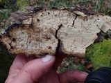 Dichostereum rhodosporum image